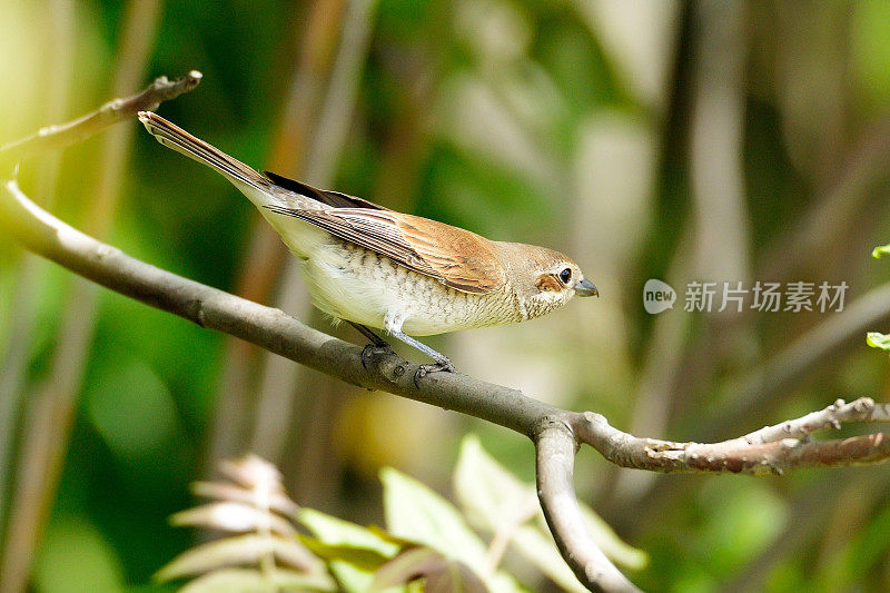 红背伯劳(Lanius collurio)